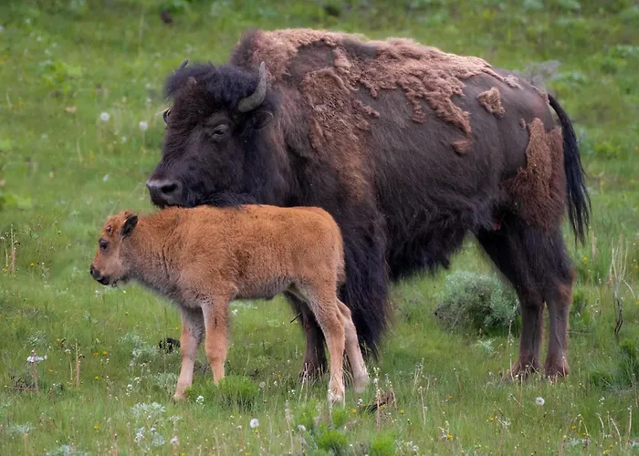 Let's Go Wyoming: Riverfront Retreat At Hot Springs State Park